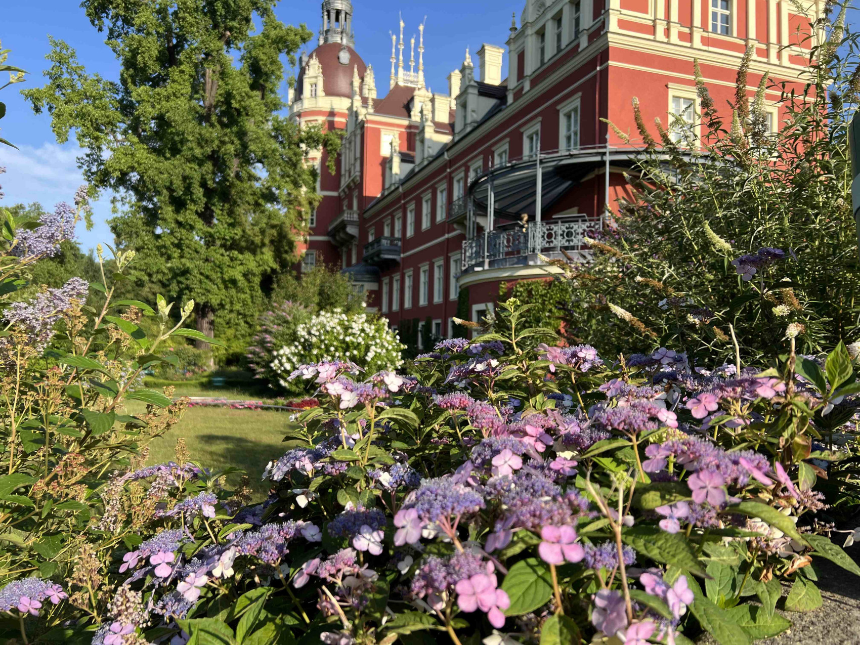 Blühende Japanische Teehortensie im Schlossgarten.