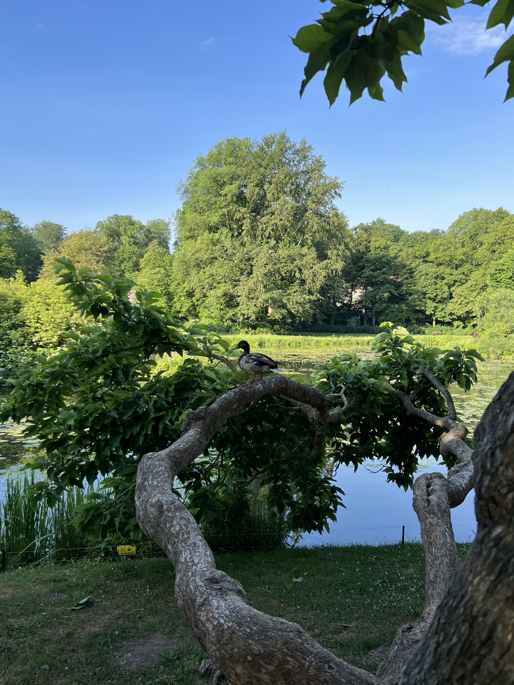 Eine Ente sitzt auf einem Ast vor dem Schlossteich.