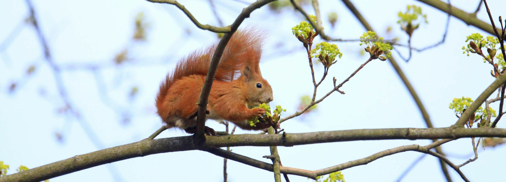 Ein Eichh&ouml;rnchen sitzend auf einem Ast.