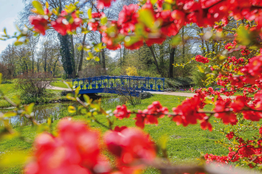 The fuchsia bridge in spring
