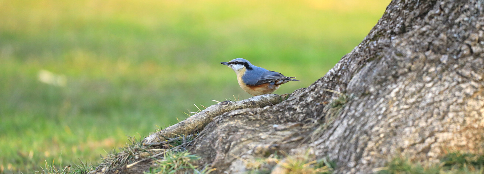 Kleiber auf einer Baumwurzel.