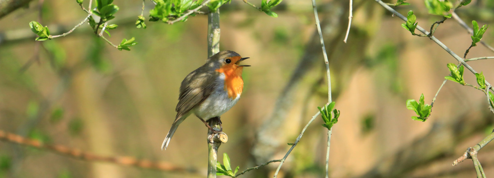Auf einem Zweig sitzendes Rotkehlchen.