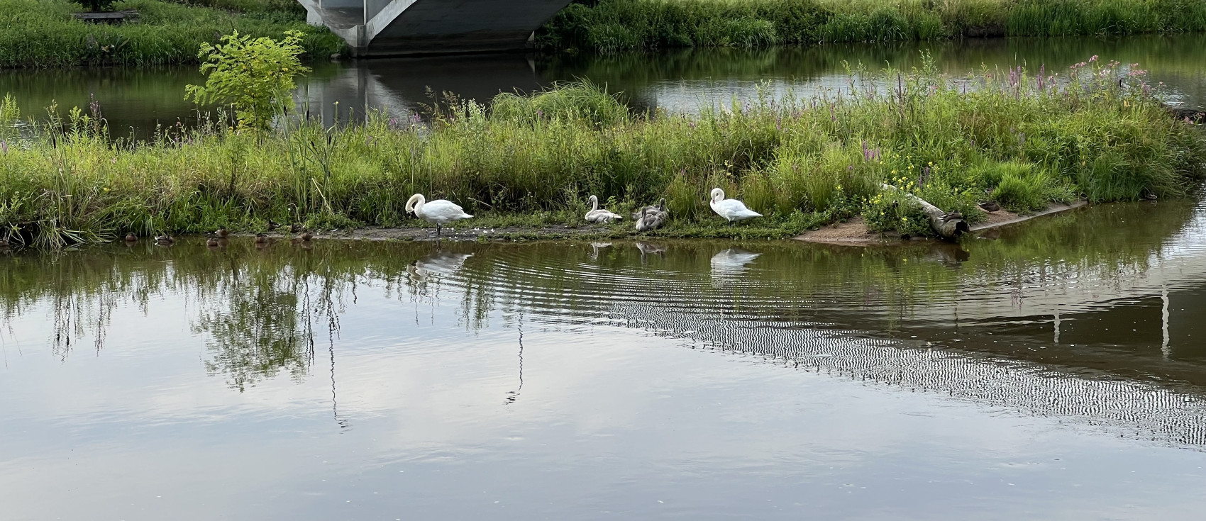 Schwäne schwimmen mit ihrem Nachwuchs in der Neiße.