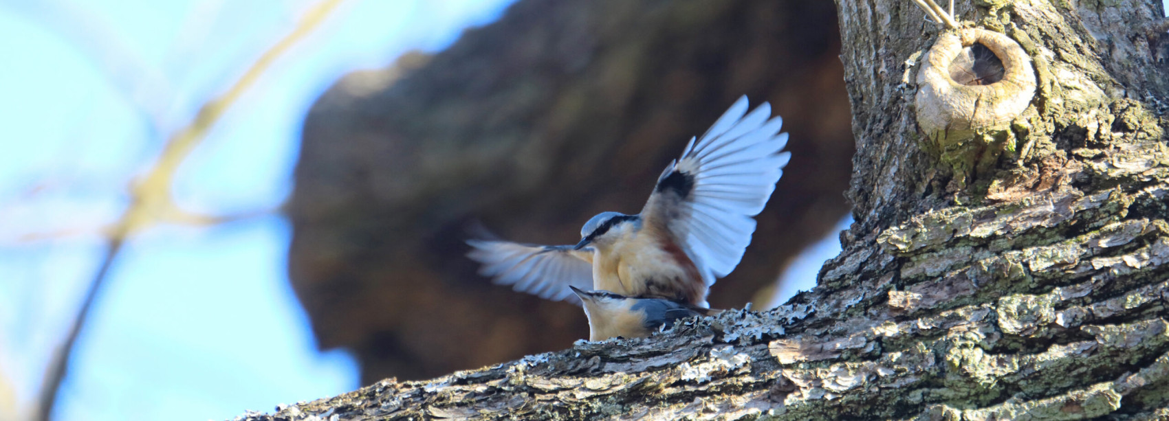 Kleiber-P&auml;rchen auf einem Baumstamm.