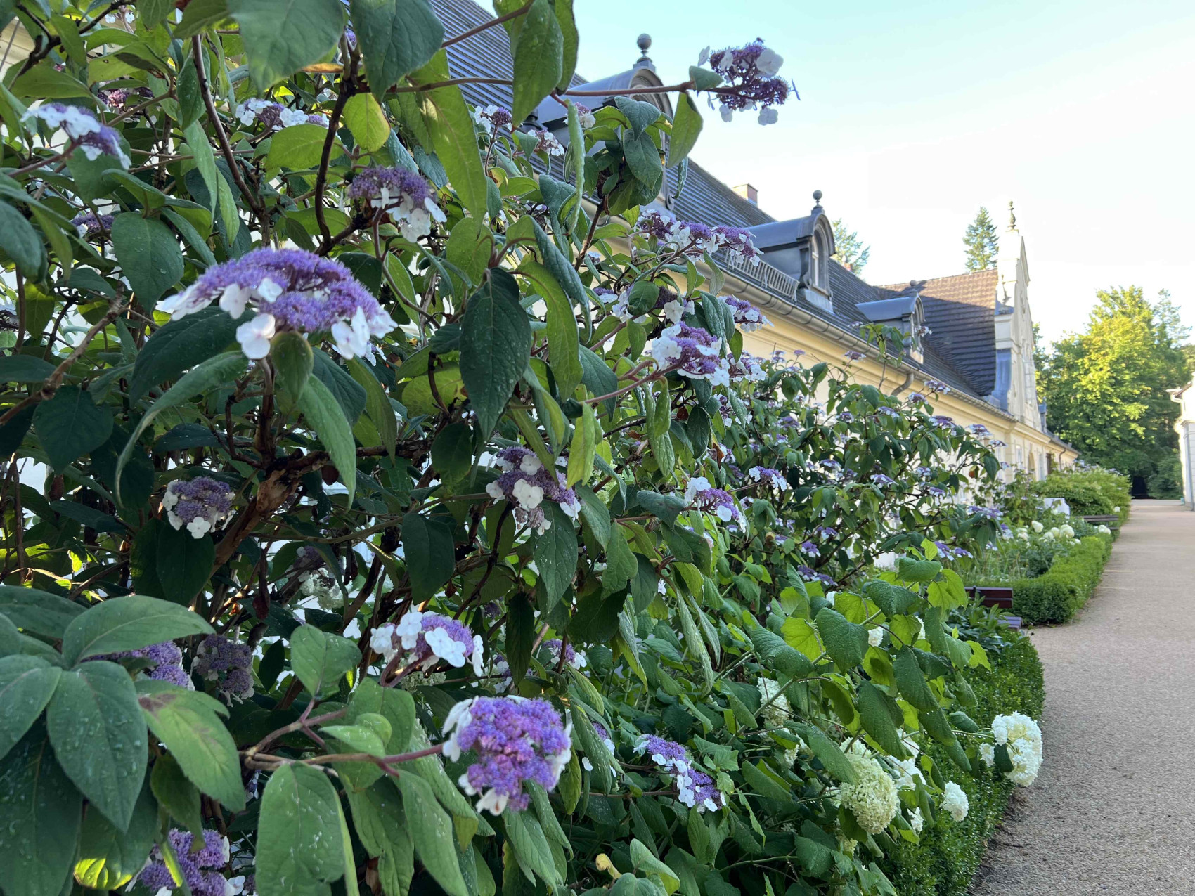 Blühende Samthortensie im Schlossvorwerk.