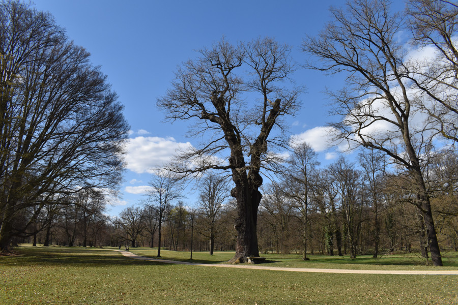 Die Steinbank-Eiche im Fr&uuml;hling.